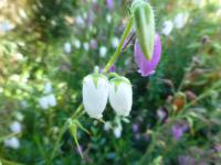 Dabécie kantabrijská (Daboecia cantabrica)