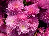 Listopadka 'Vanda' (Chrysanthemum)