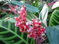 Stromante 'Triostar' (Stromanthe sanguinea)