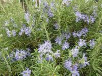 Rozmarýna lékařská 'Riviera' (Rosmarinus officinalis)