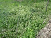 Hluchavka bílá (Lamium album)