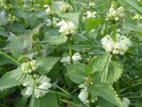Hluchavka bílá (Lamium album)