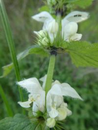 Hluchavka bílá (Lamium album)