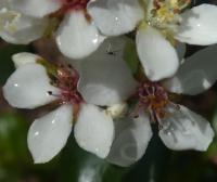 Hlohovka indická - květ (Rhaphiolepis indica)