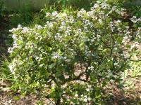 Hlohovka indická - habitus v květu (Rhaphiolepis indica)