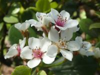 Hlohovka indická - větévka s květy (Rhaphiolepis indica)