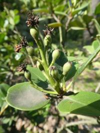 Hlohovka indická - větévka s nezralými plody (Rhaphiolepis indica)