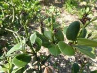 Hlohovka indická - větévka s nezralými plody (Rhaphiolepis indica)