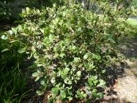 Hlohovka indická (Rhaphiolepis indica)