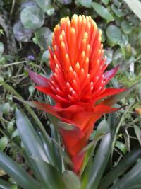 Guzmánie - květ (Guzmania conifera)