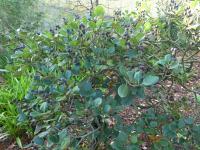 Hlohovka indická (Rhaphiolepis indica)