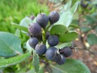 Hlohovka indická - větévka s plody (Rhaphiolepis indica)