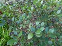 Hlohovka indická (Rhaphiolepis indica)