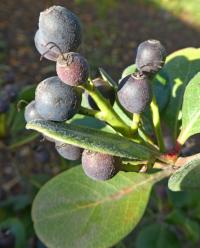 Hlohovka indická - větévka s plody (Rhaphiolepis indica)