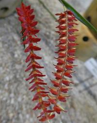 Dendrochilum - květ (Dendrochilum wenzelii)