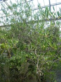 Jamovec úzkolistý (Phillyrea angustifolia)