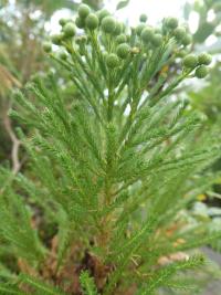 Berzelie (Berzelia lanuginosa)