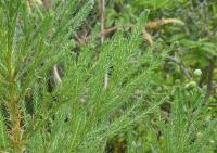Berzelie (Berzelia lanuginosa)
