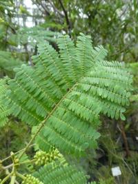 Albízie chocholatá - list (Paraserianthes lophantha)