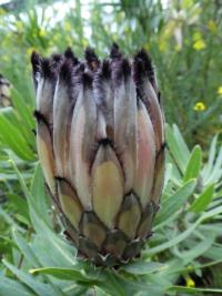 Protea oleandrolistá - květ