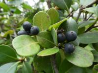 Jehlicovka okoličnatá - větévka s plody