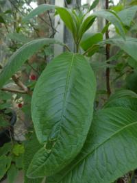 Fuchsie bolivijská - list (Fuchsia boliviana)