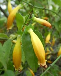 Halerie - květy (Halleria elliptica)