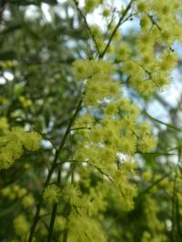 Akácie - květy (Acacia perangusta)