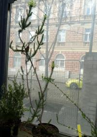 Vřesovec (Erica sessiliflora)