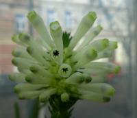 Vřesovec - květ (Erica sessiliflora)