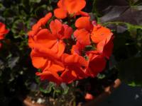 Pelargónie páskatá 'Black Velvet Scarlet F1' - květ (Pelargonium zonale)