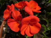 Pelargónie páskatá 'Black Velvet Scarlet F1' - květ (Pelargonium zonale)