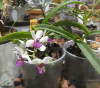 Holcostylis (Holcostylis MS Sunlight)