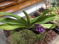 Rhynchostylis (Rhynchostylis gigantea)