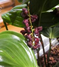 Pleurothallis