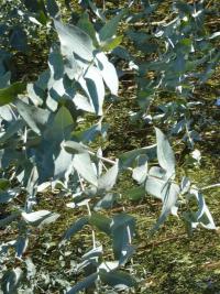 Eukalypt (Eukalyptus)