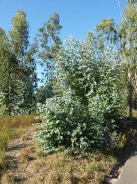 Eukalypt (Eukalyptus)