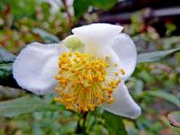 Čajovník čínský (Camellia sinensis) Čajovník čínský (Camellia sinensis)