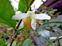 Čajovník čínský (Camellia sinensis) Čajovník čínský (Camellia sinensis)