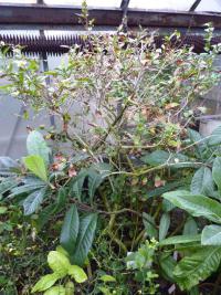 Čajovník čínský (Camellia sinensis) Čajovník čínský (Camellia sinensis)