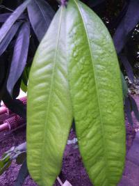 Garcinia xanthochymus - mundu