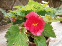 Begonie hlíznatá (Begonia)