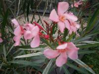 Oleandr (Nerium)