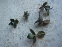 Nadut madagaskarská - mladá rostlinka (Kalanchoe daigremontiana)