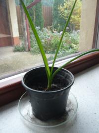 Snědek ocasatý (Ornithogalum caudatum)