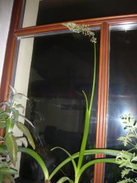 Snědek ocasatý, květ (Ornithogalum caudatum)