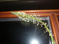 Snědek ocasatý, detail květu (Ornithogalum caudatum)