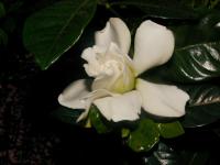 Gardenie (Gardenia)