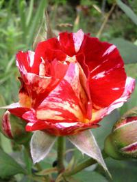 Růže 'Henri Matisse' - Velkokvěté růže (Rosa)