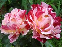 Růže 'Henri Matisse' - Velkokvěté růže (Rosa)